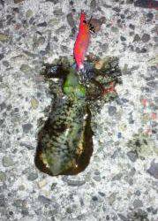 淡輪漁港でのエギング釣果