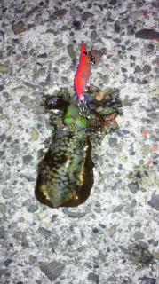 淡輪漁港でのエギング釣果