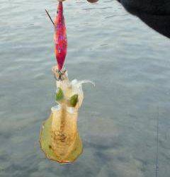 淡輪漁港、出勤前に新子調査に行って来ました