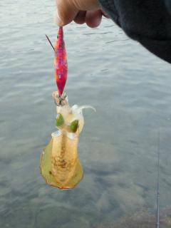 淡輪漁港、出勤前に新子調査に行って来ました