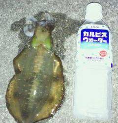 谷川漁港でのエギング釣果