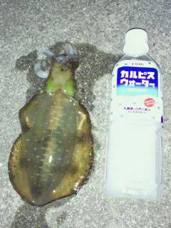 谷川漁港でのエギング釣果