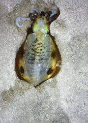 淡輪漁港でのエギング釣果