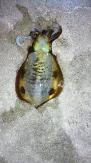 淡輪漁港でのエギング釣果