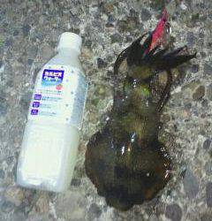 谷川漁港でのエギング釣果