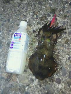 谷川漁港でのエギング釣果