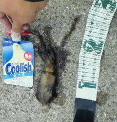 淡輪漁港、出勤前に新子調査に行って来ました