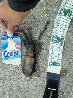 淡輪漁港、出勤前に新子調査に行って来ました…