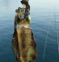 短時間でアオリイカが６杯の釣果 in 小島