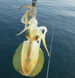 短時間でアオリイカが６杯の釣果 in 小島