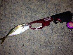 大阪南港アジがまわりはじめました!!