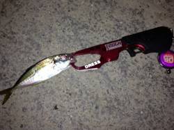 大阪南港アジがまわりはじめました！！