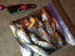 大阪南港アジがまわりはじめました!!