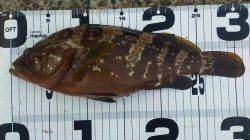 丹後半島～音海までランガンでロックフィッシュ！