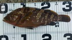 丹後半島～音海までランガンでロックフィッシ…