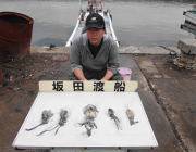 アオリイカ新子好調☆　黒島の磯エギング