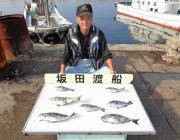 黒島の磯　グレと良型アイゴの釣果