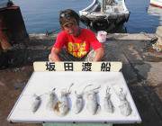 黒島の磯のエギング　新子～0.3㎏のアオリ…