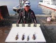 黒島の磯のエギング　新子～0.3㎏のアオリイカ