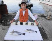 衣奈湾内の筏でチヌ釣り〜エサはアケミの丸貝…