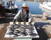 鷹島のカンドリにてグレ33匹♪