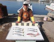 黒島の筏でマダイ！ ほかサバ・ウマヅラ・ア…