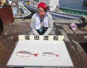 黒島の筏でマダイが２枚！