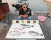 良型チヌ&マダイの釣果　黒島の筏