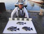 黒島の磯　ウニをエサにイシダイ3尾