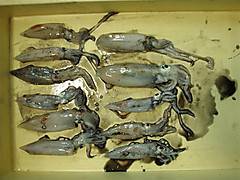 アジュール舞子　21時過ぎからのエギング釣果☆