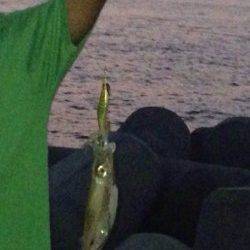 江井ヶ島でエギング、底から少しダートで乗りました