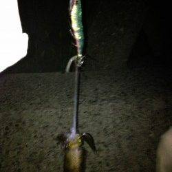 林崎漁港、短時間でアオリ1杯の釣果