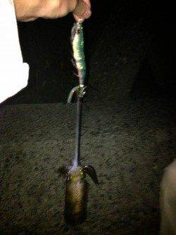 林崎漁港、短時間でアオリ1杯の釣果