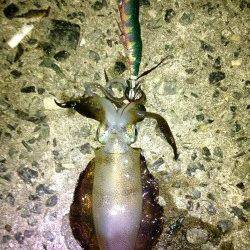 林崎漁港、短時間でアオリ1杯の釣果