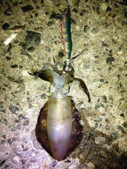 林崎漁港、短時間でアオリ1杯の釣果