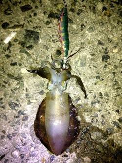 林崎漁港、短時間でアオリ1杯の釣果