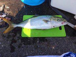 大蔵海岸　朝マヅメにツバスのナブラ発生