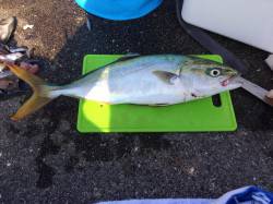 大蔵海岸　朝マヅメにツバスのナブラ発生