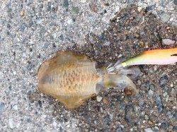 江井ヶ島でエギング、底から少しダートで乗りました