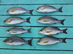 神谷漁港　カゴ釣りでイサギ　のませでシオなどの釣果