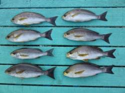 神谷漁港　カゴ釣りでイサギ　のませでシオな…