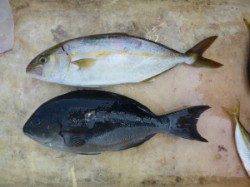 神谷漁港　カゴ釣りでイサギ　のませでシオなどの釣果