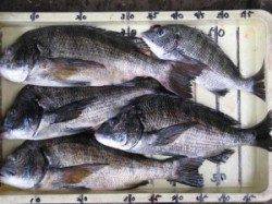 宮崎沖カセのチヌ、雨の濁りで良型出ました♪