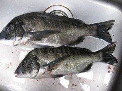 宮崎沖カセのチヌ、雨の濁りで良型出ました♪