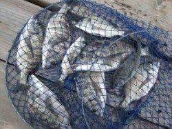 六本裏カセ釣果　濁りで喰い渋めです