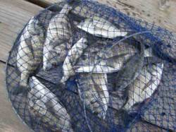 六本裏カセ釣果　濁りで喰い渋めです