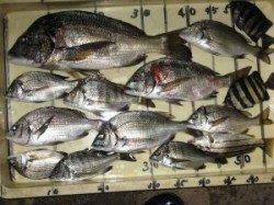 水潮で魚が浮き気味です・六本裏カセ