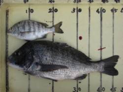 久美浜の筏・カセ　匂いのきついエサがよさそ…