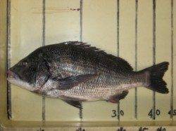 久美浜の筏・カセ　匂いのきついエサがよさそうです