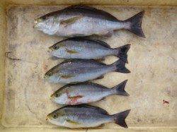 カゴ釣りでイサギ&グレ　〜小アオリも釣れています〜